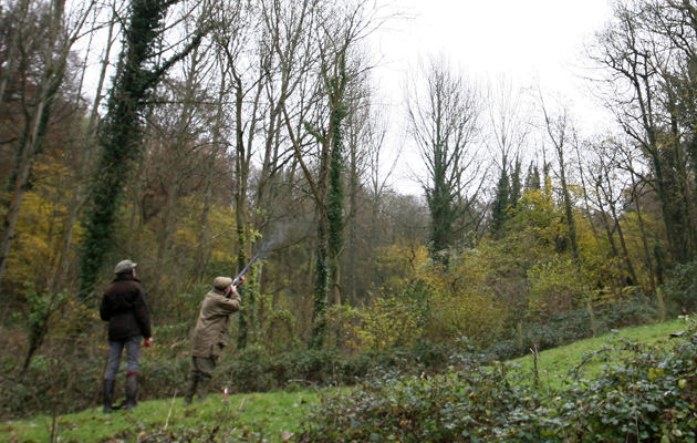 Pheasant shooting from the Croomes Grove shoot, Gloucestershire