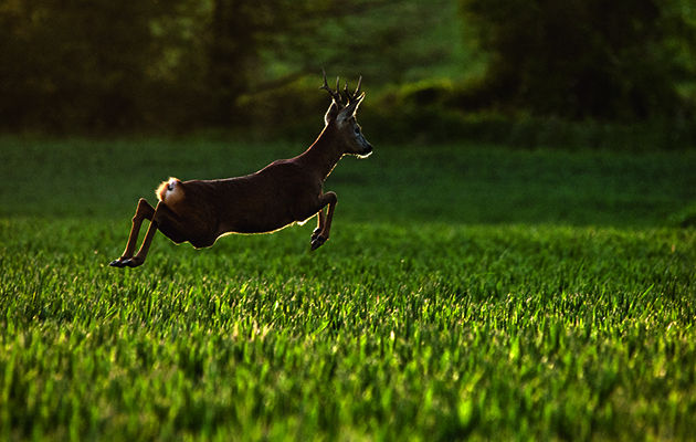 Cull buck