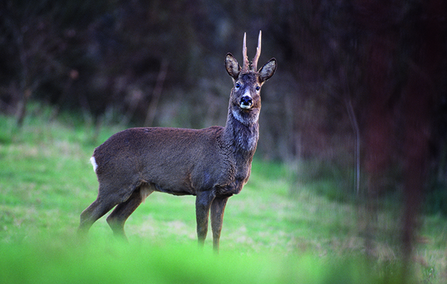 Cull buck
