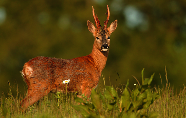 Cull buck