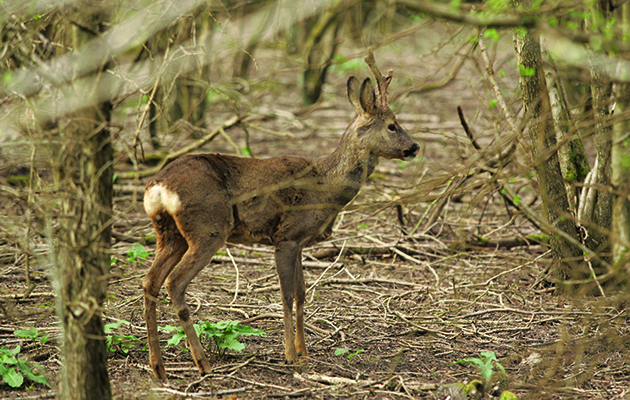 Cull buck