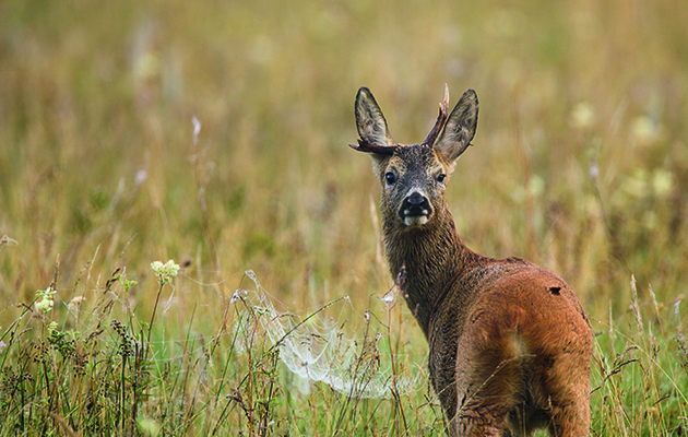 What makes a cull buck?