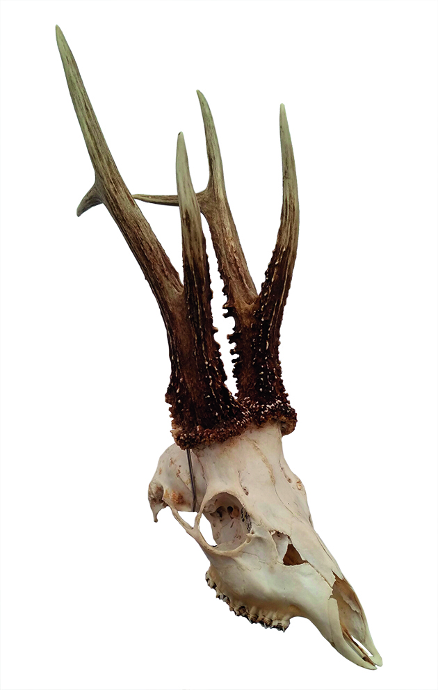 Cull buck
