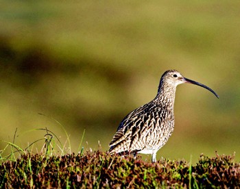 Gamekeepers good for wildlife says Natural England