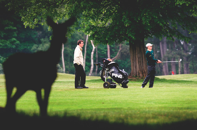 deer on golf course 