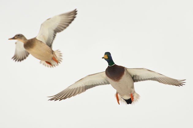 mallard ducks 