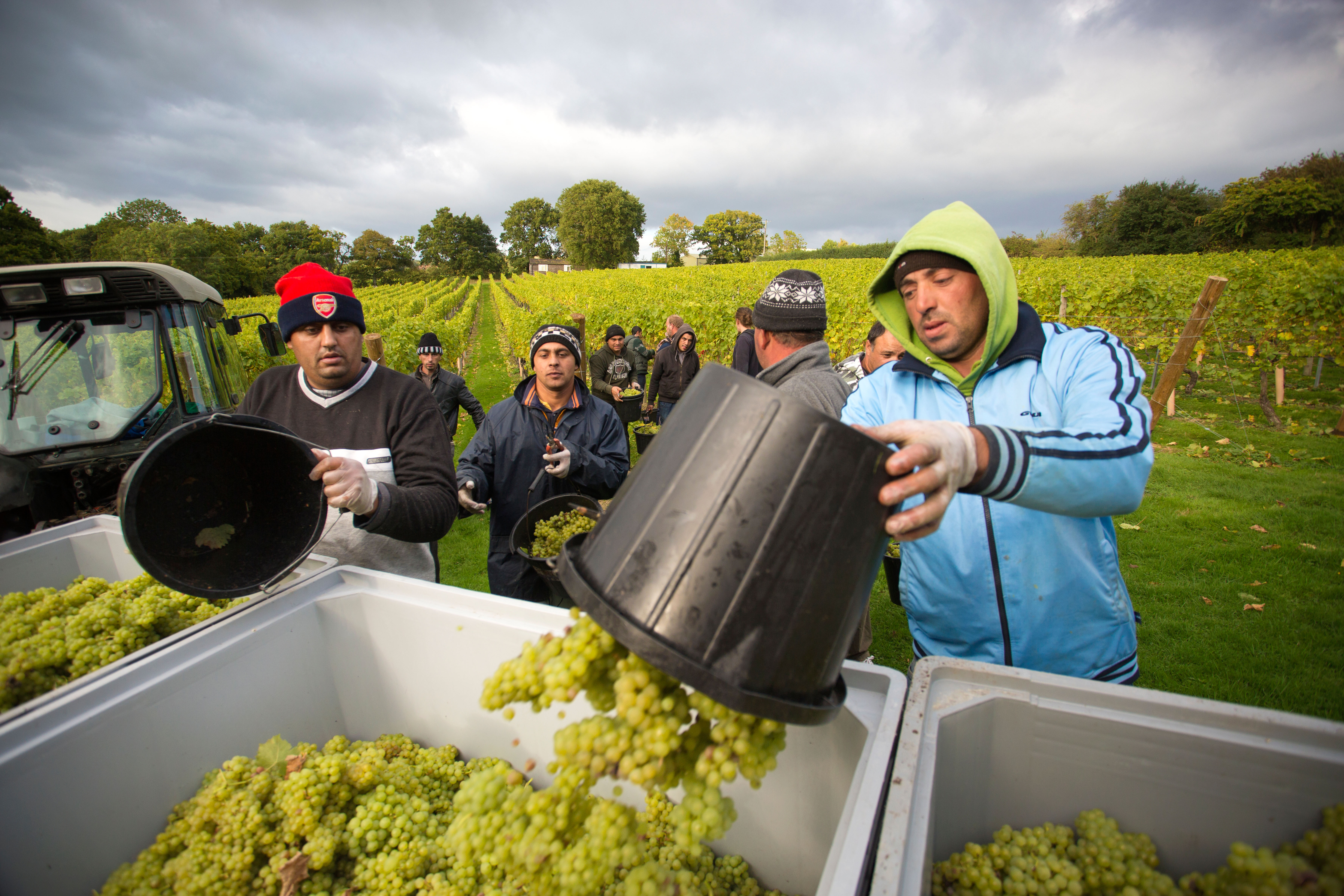 Migrant workers in fields 