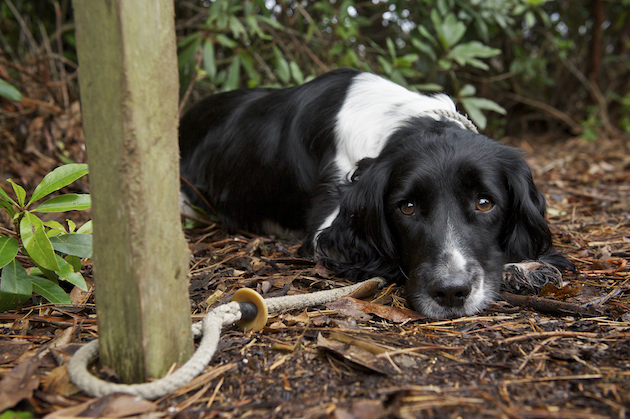 working spaniel