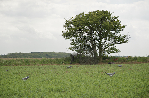 position your pigeon hide