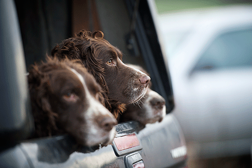 The Shortwood shoot Picture Gallery
