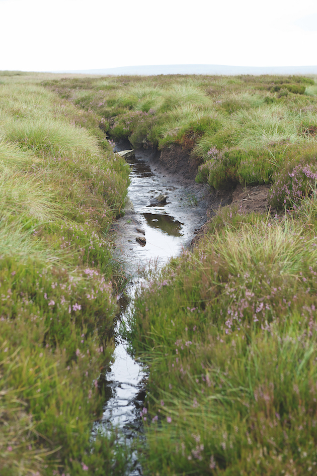 grouse moor
