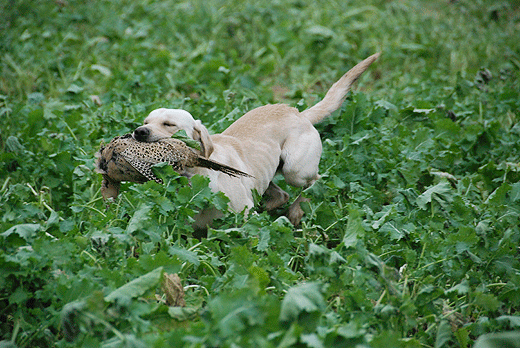 Retriever Championships 2013