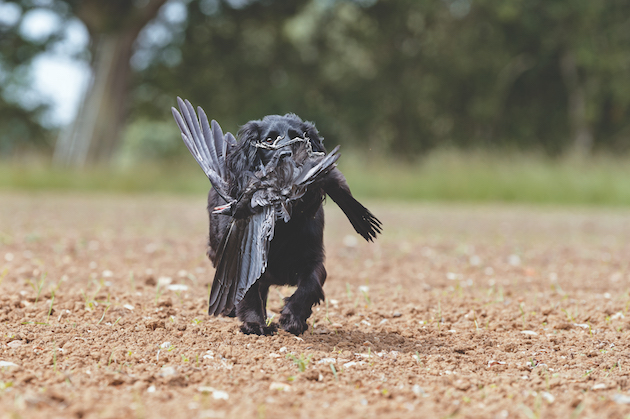 black cocker spaniel retrieving