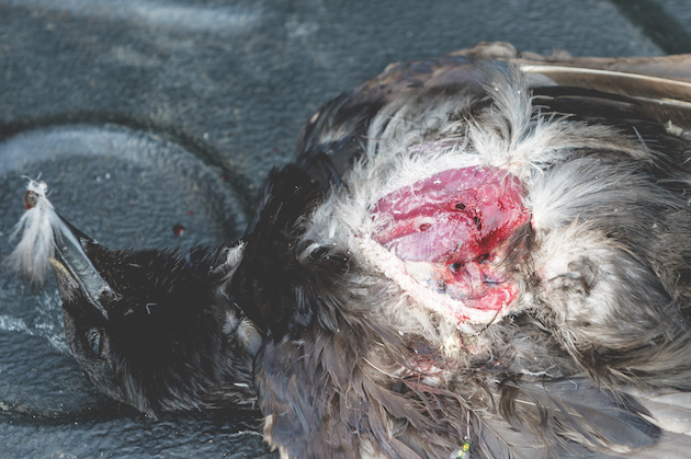 shot crow