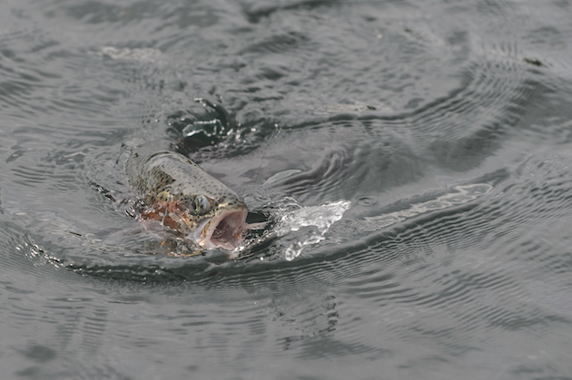 Fishing with dog hair flies