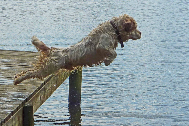 Clumber spaniel jumping into water