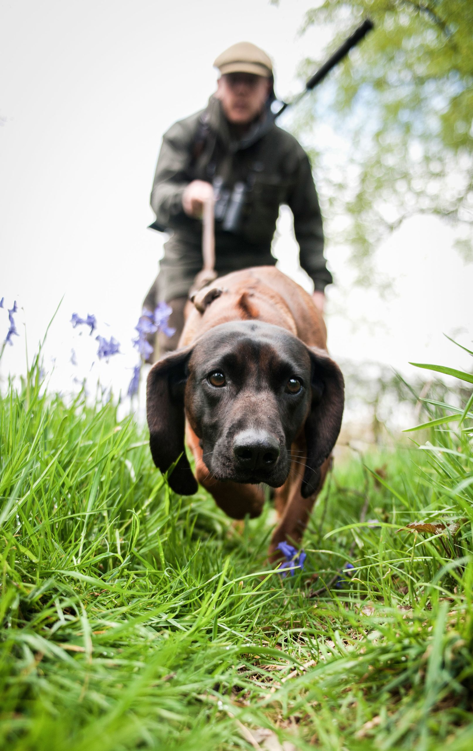 Training dogs for deer stalking