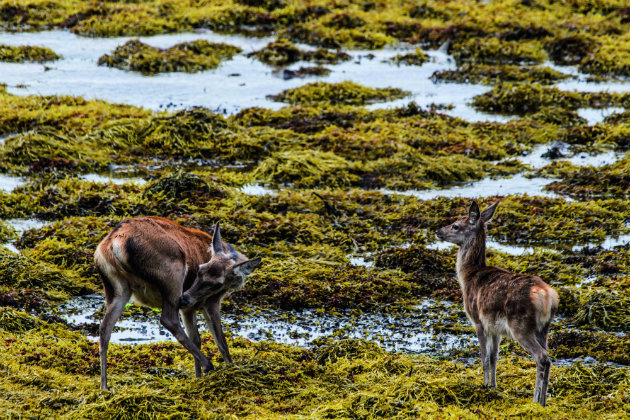 deer on a marsh