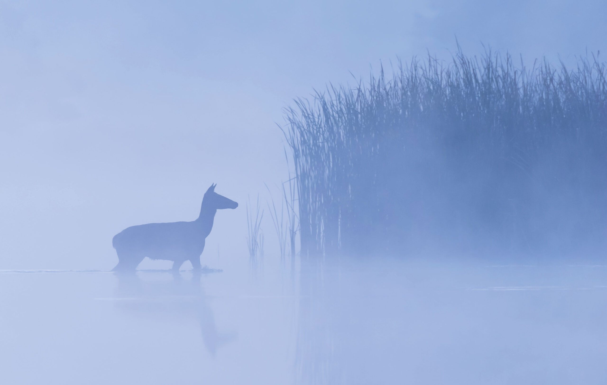 Deer population: How do we control numbers across the UK?