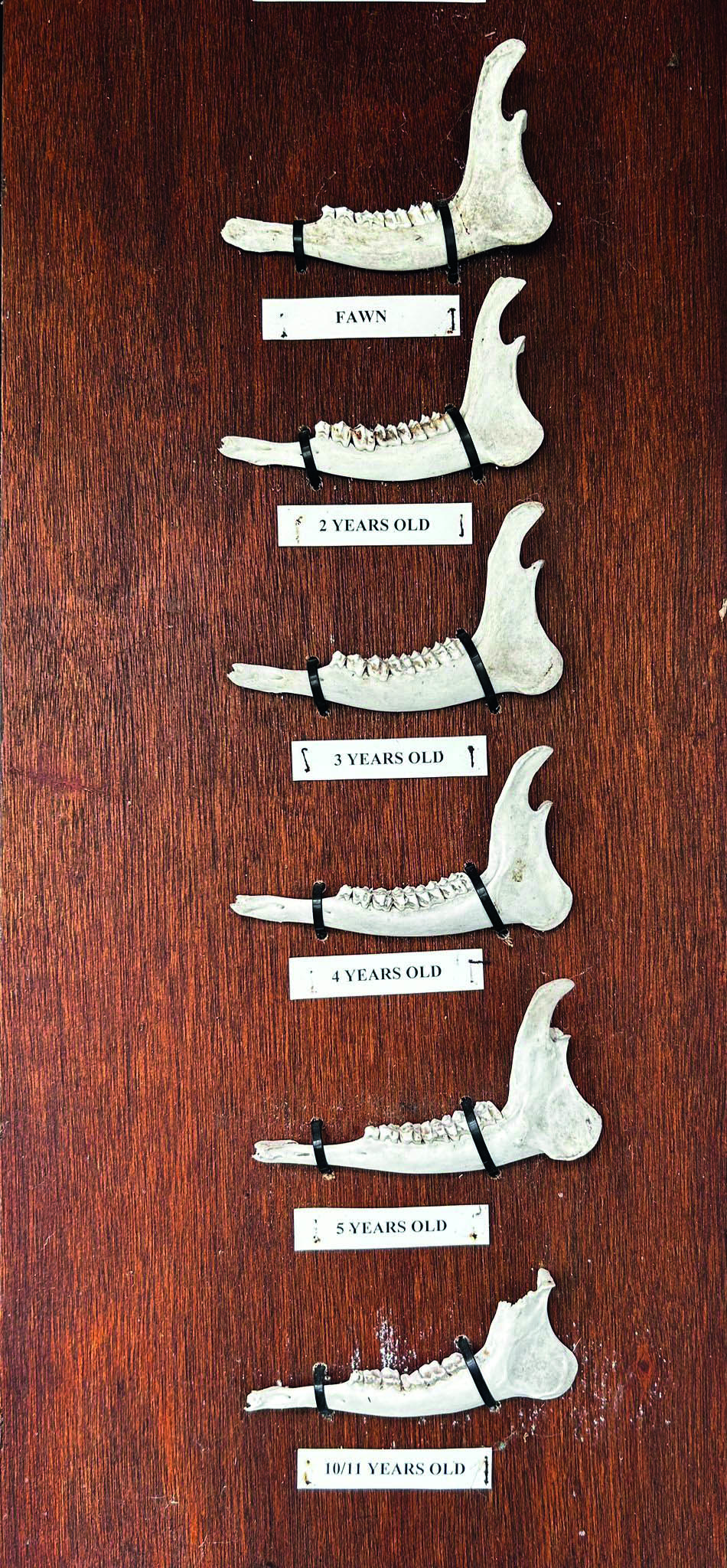 Age of deer from teeth 