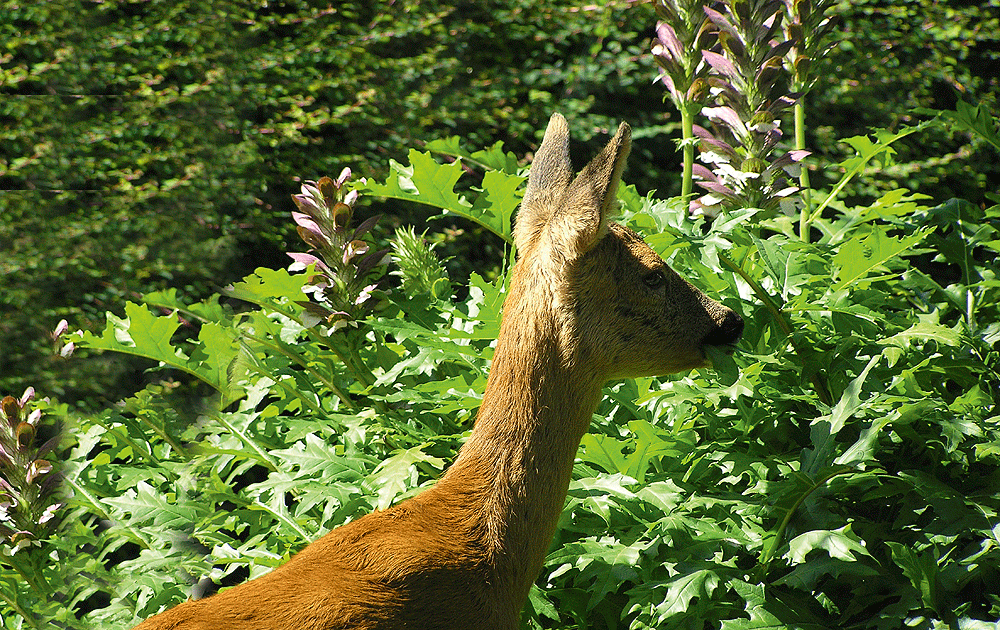 Deer: Keep out!