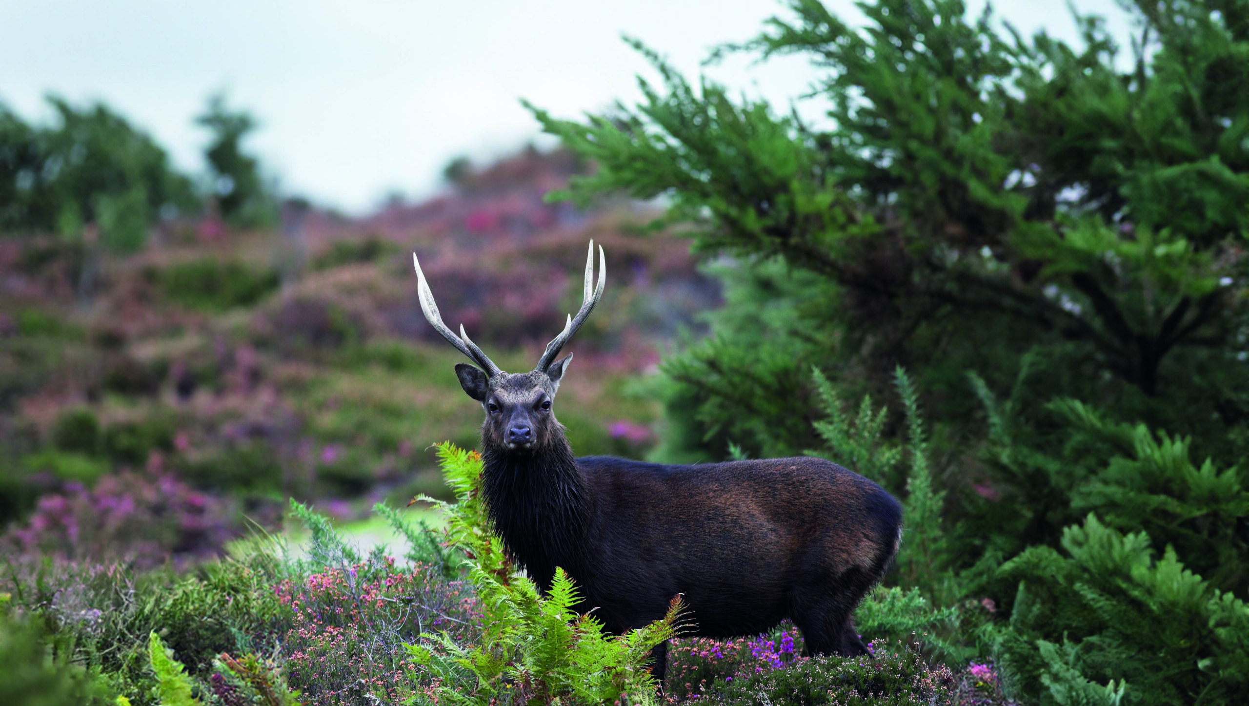 Ireland extends deer season for both sexes