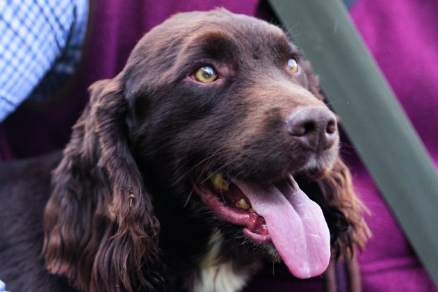 sprocker spaniel