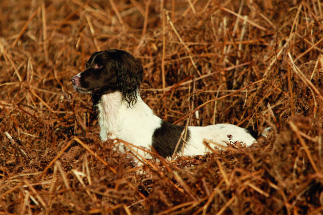 Gundog in bracken 