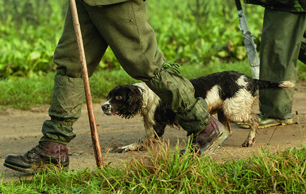 gundog's first shoot day