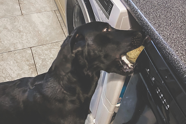 training a gundog inside 