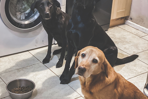 training a gundog inside
