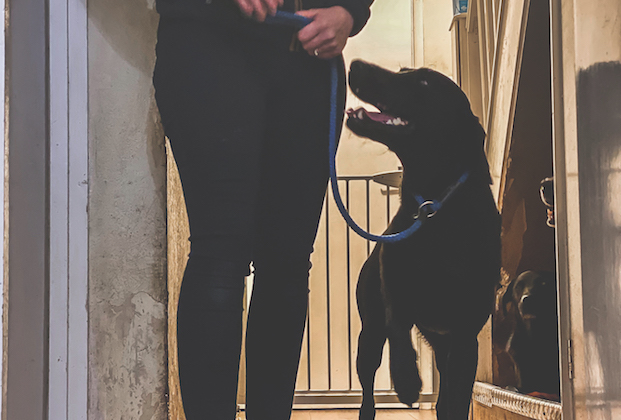 training a gundog inside 