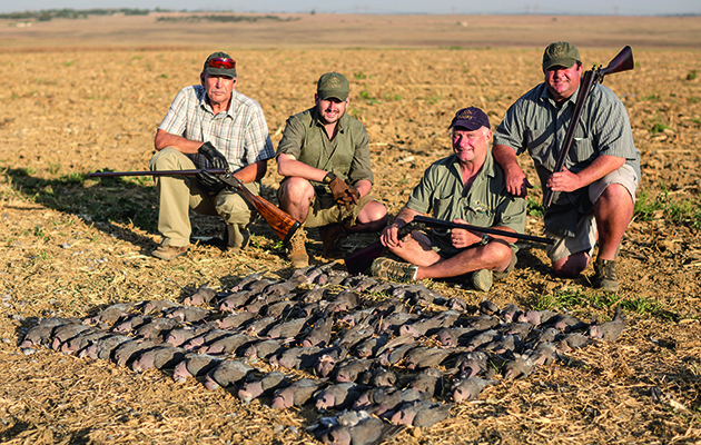 Dove hunting