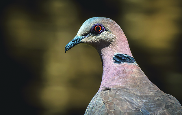 Dove hunting