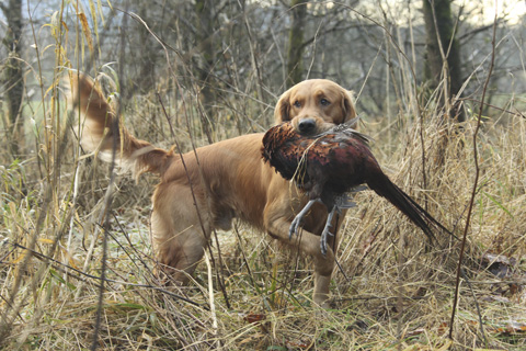 Gundogs: Where are the dual champions?