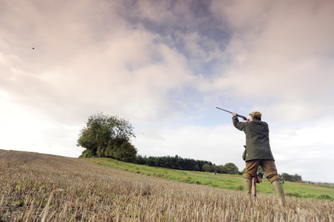 Partridge shooting at Dullingham, Cambridgeshire