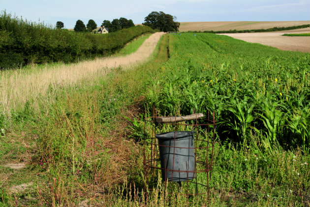 Getting your covercrops right