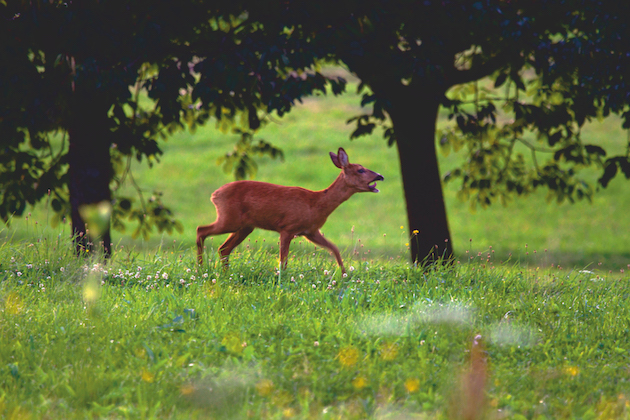 What do the different barks of a roe deer mean?