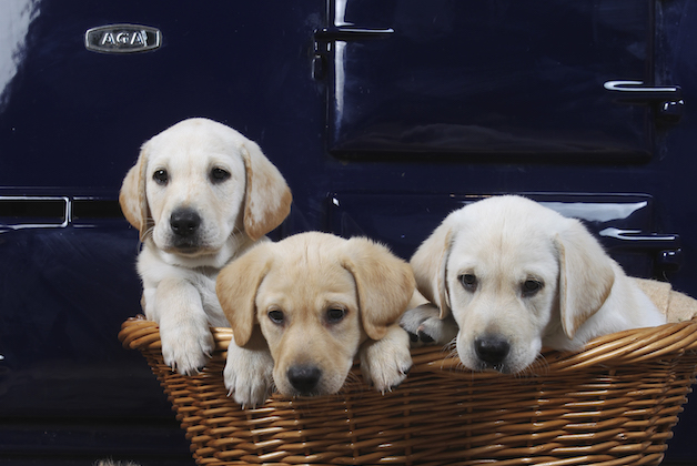 Labrador puppies in front of AGA