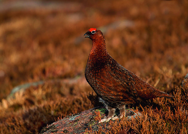Government has no plans to license grouse shooting