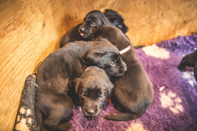 Socialising puppies &#8211; top tips from a vet