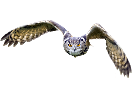 Eagle owl attacks men in Scottish Highlands