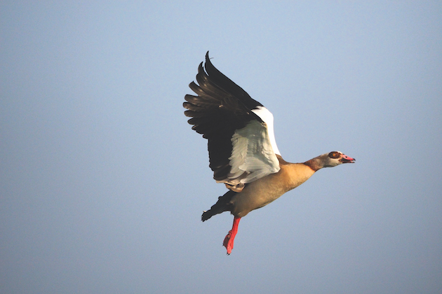 Egyptian goose