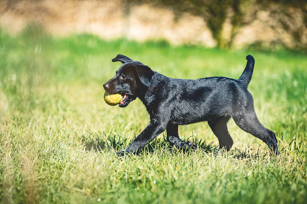 Why &#8216;play-training&#8217; is crucial for gundog puppies