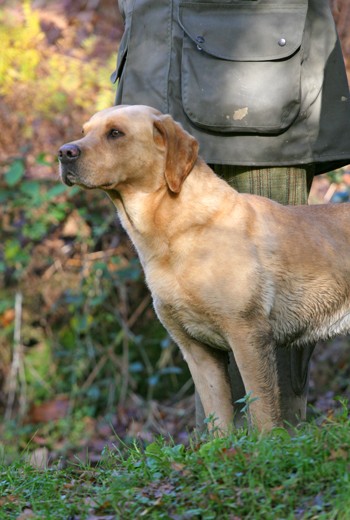 Can you give labs too much encouragement?