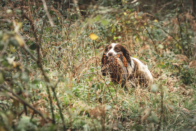 Gundog in brambles 