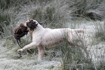 How to keep up with a young gundog