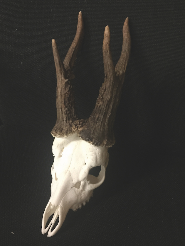 deer trophy 