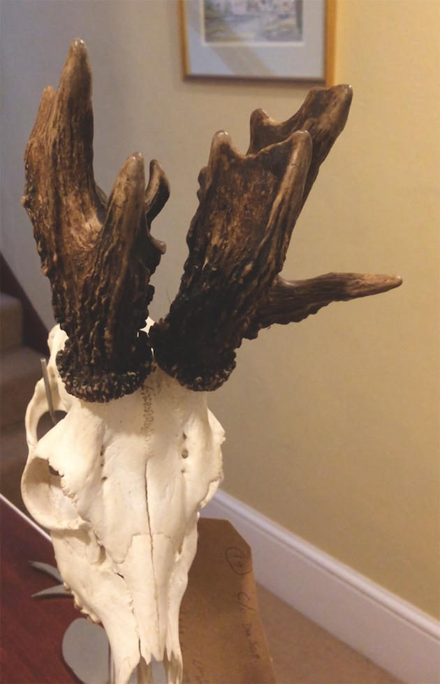 deformed roe head antlers