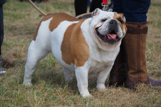English bulldogs are trendy dogs